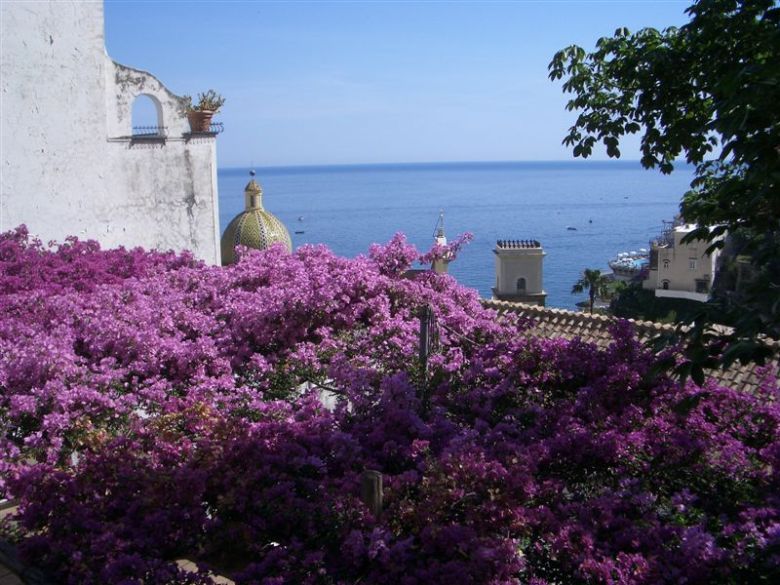 Bougainvillea Positano