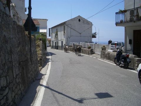 Praiano donkeys